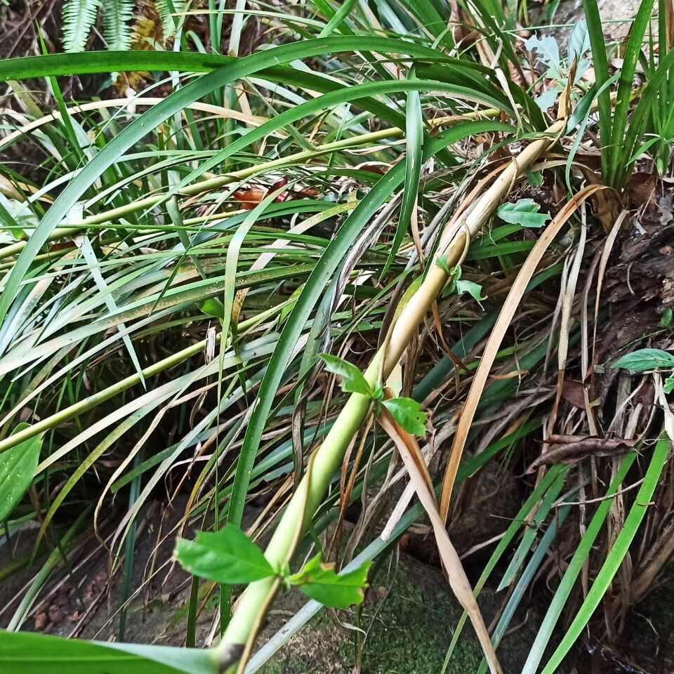 jd优选深山野生石菖蒲纯根老菖蒲根月子洗澡洗头正宗山菖蒲老根水剑草