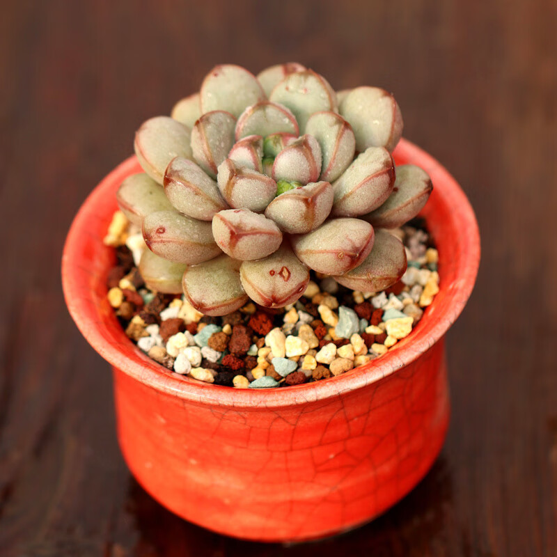 姬葡萄粉葡萄萌肉肉多肉植物绿植kk后花园发货前拍照粉葡萄单头45cm