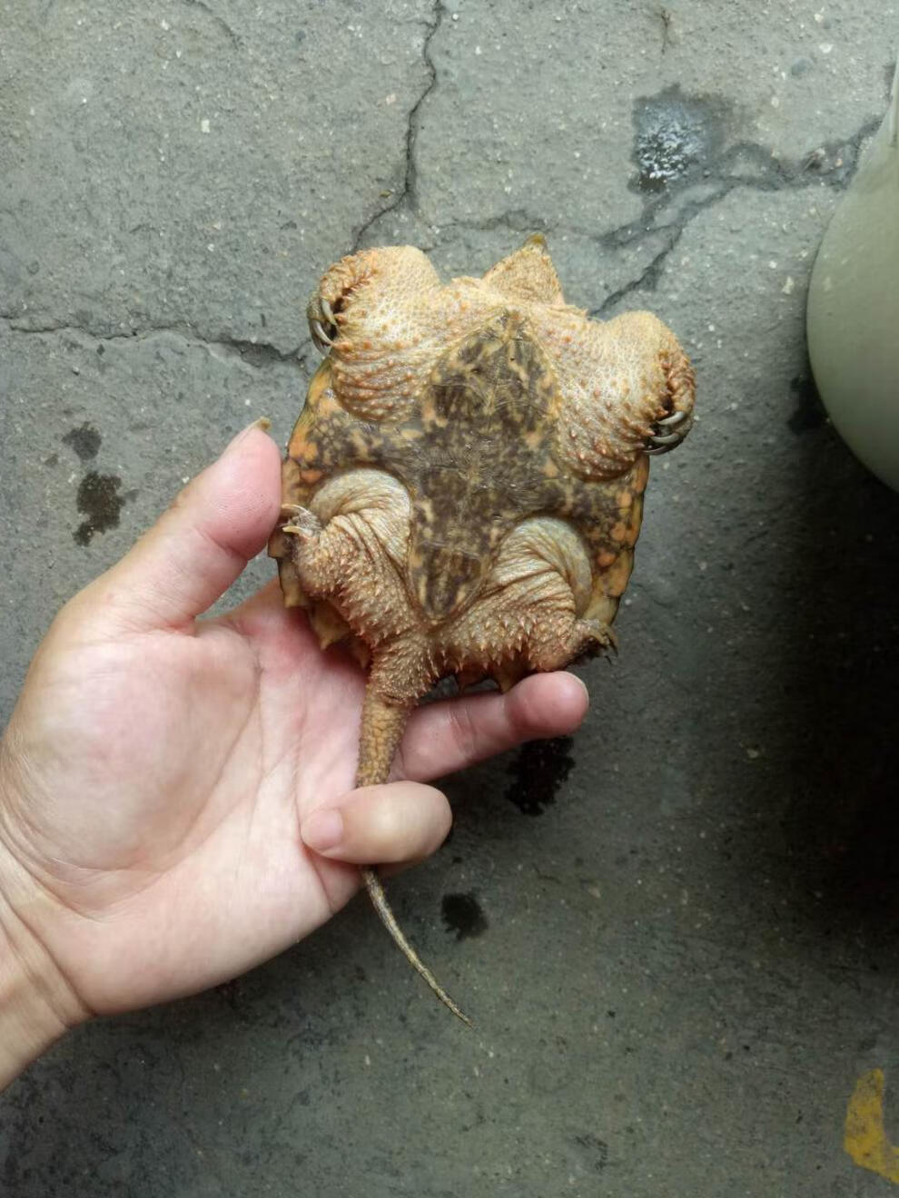 大鳄龟苗活体大乌龟小鳄龟活物钓鱼龟观赏龟宠物龟佛鳄暴刺大小杂