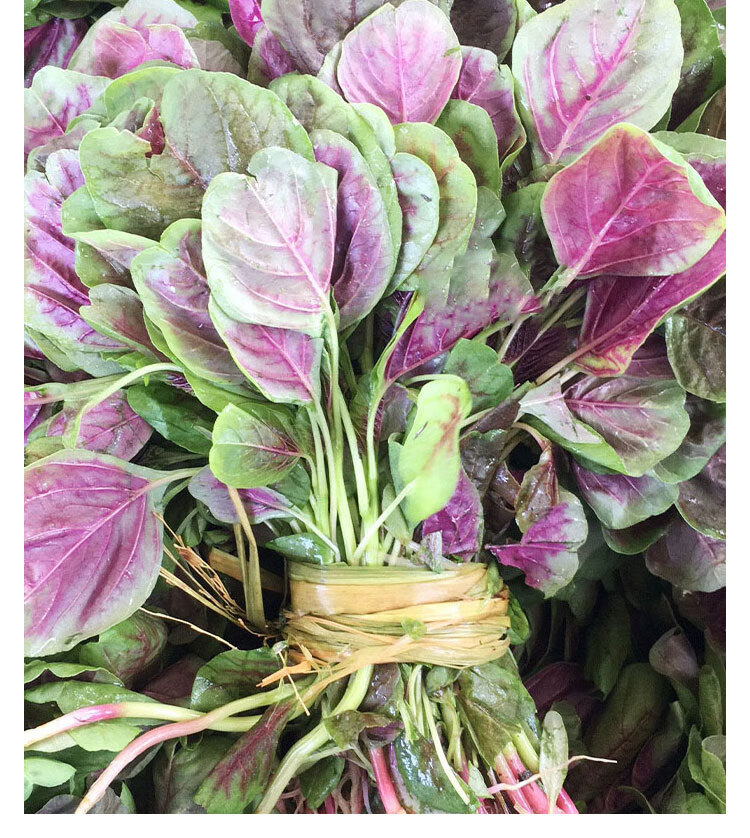 大圆叶红苋菜种籽种子黄白汗菜春季老品种汉菜四季蔬菜孑菜籽籽种花红