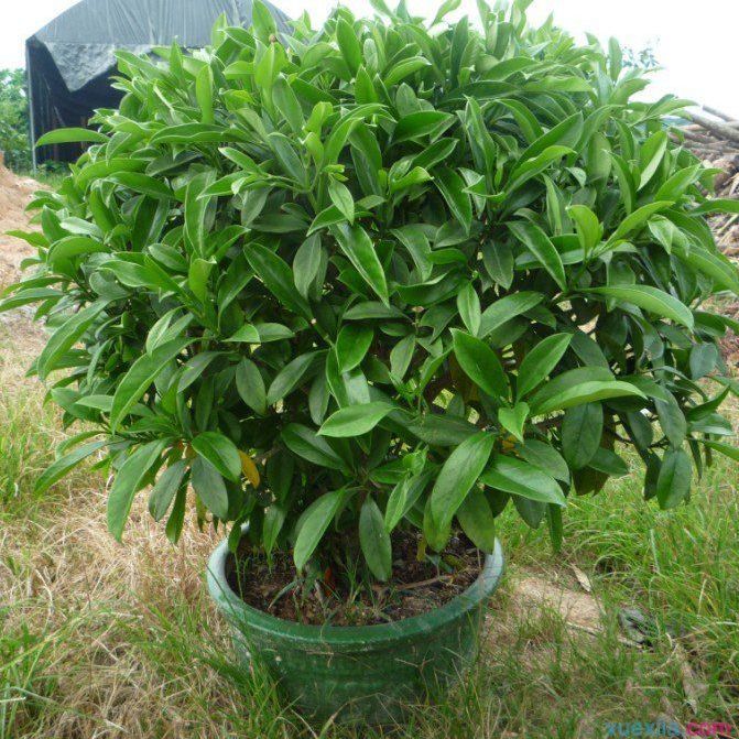 非洲茉莉花灰莉木阳台室内净化空气吸甲醛盆栽风水绿新疆西藏专链2年