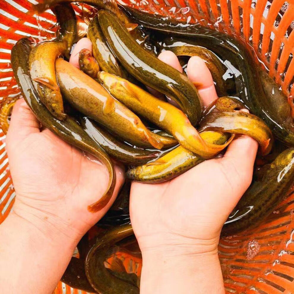 大泥鳅鲜活活体现杀淡水土泥鳅 新鲜礼盒定制款 20到30条中号泥鳅活发