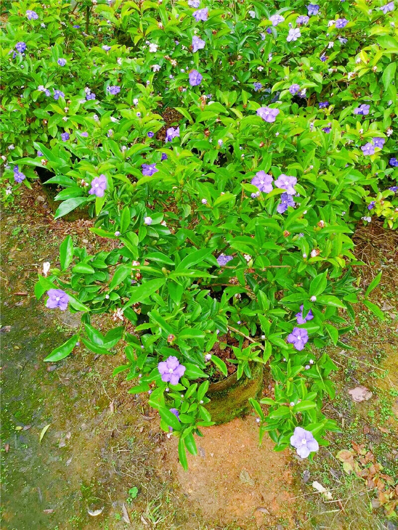 双色茉莉花盆栽香型四季变色鸳鸯番茉莉花苗绿植物花卉高60cm大冠幅带