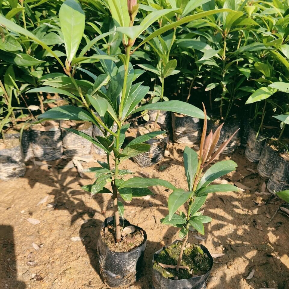 正宗金丝楠木苗小叶桢楠树苗名贵庭院门前树苗珍贵地栽批楠木苗发 90