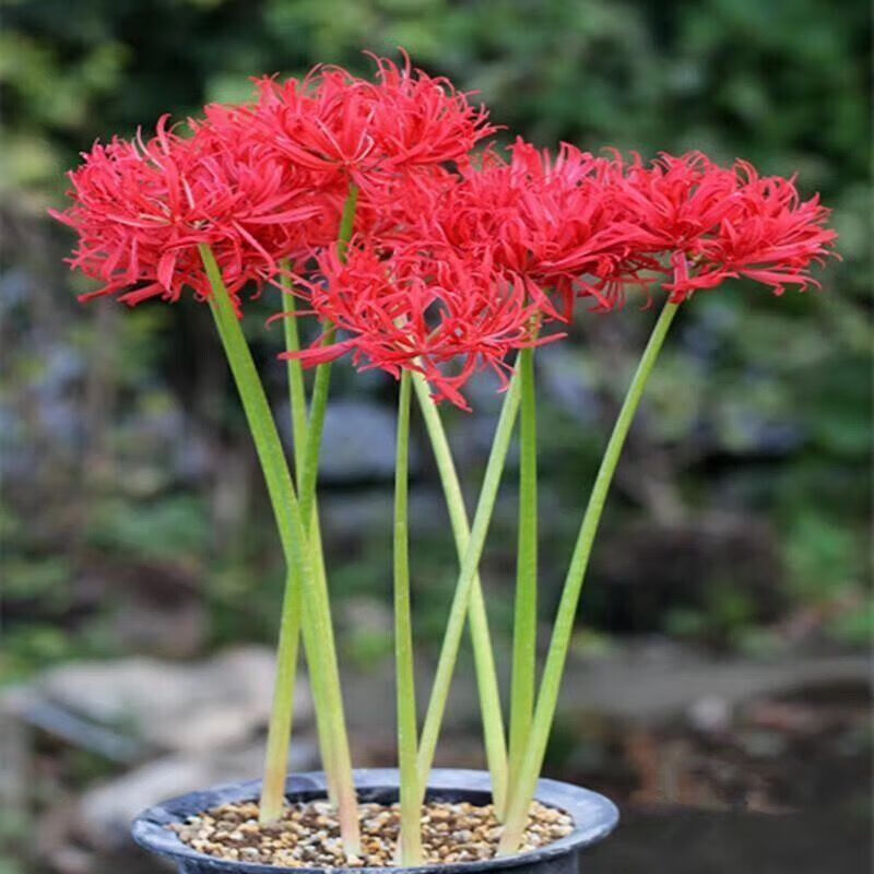 【精选绿植】【】彼岸花水培花卉植物客厅绿植进口曼珠沙华四季常青除