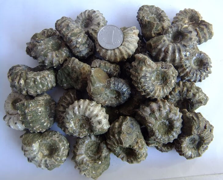 化石标本 天然 马达加斯加羊角螺化石玉化螺窦维雷菊石古生物动物化石