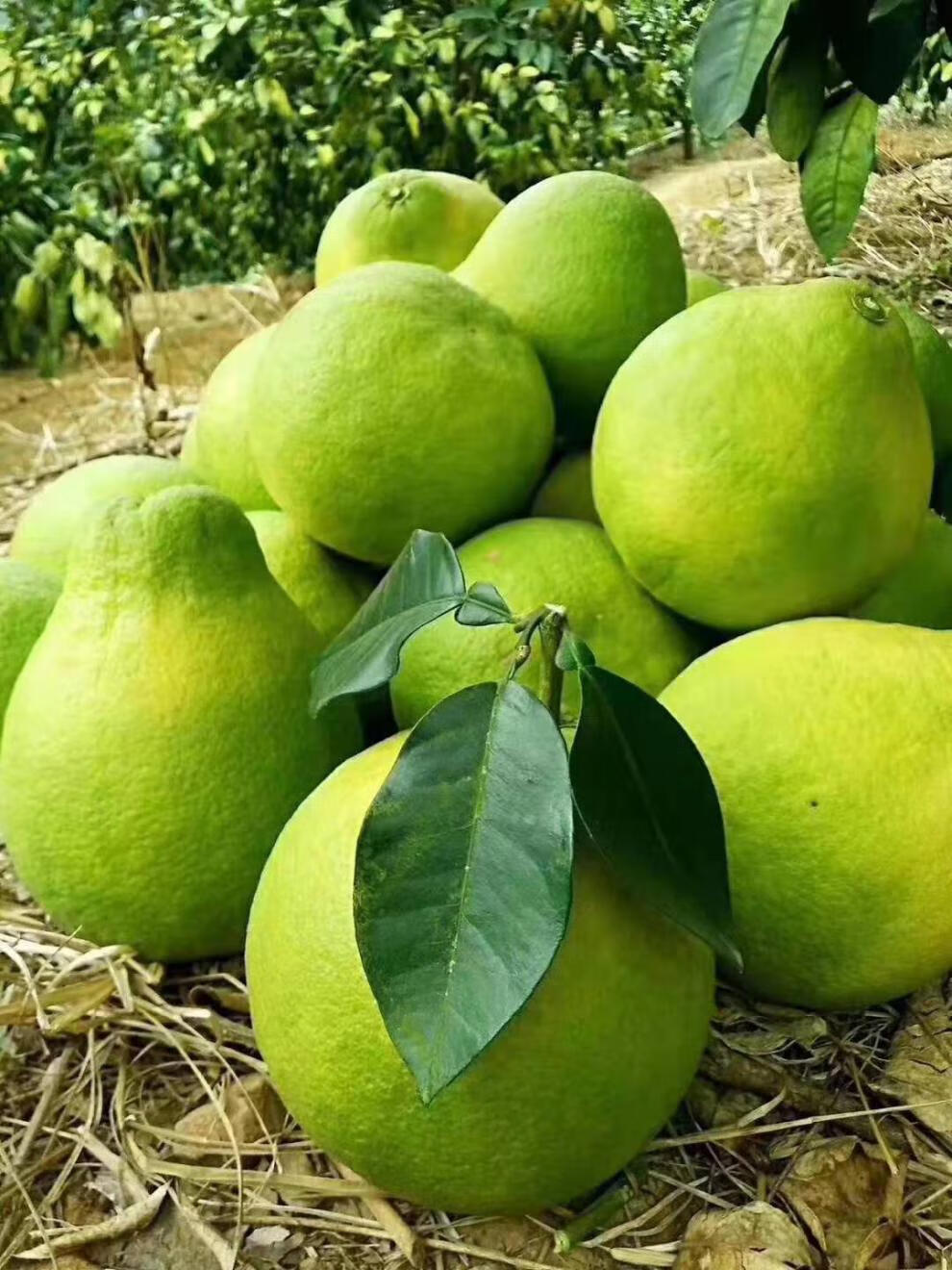 现摘10斤梅州沙田柚金柚甜当季新鲜水果白柚子沙田柚6个9斤