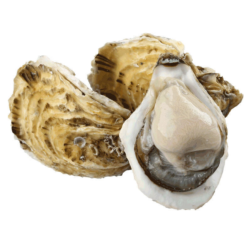 新鲜现捕生蚝鲜活高品质带壳海蛎子特大牡蛎贝壳即食海鲜 5斤装 l