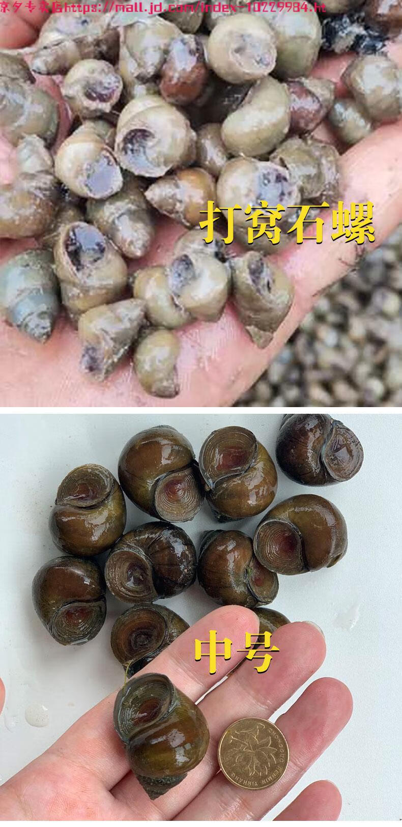 翠螺鲜活钓青鱼钓鱼螺蛳脆螺鱼饵新鲜田螺活体打窝小泥螺丝黑坑2斤1元
