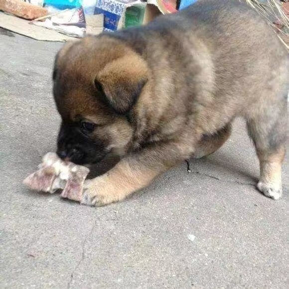 荣郁 狗狗活物土狗活体大型土狗苗农村土狗幼崽本地土狗苗便宜看家护