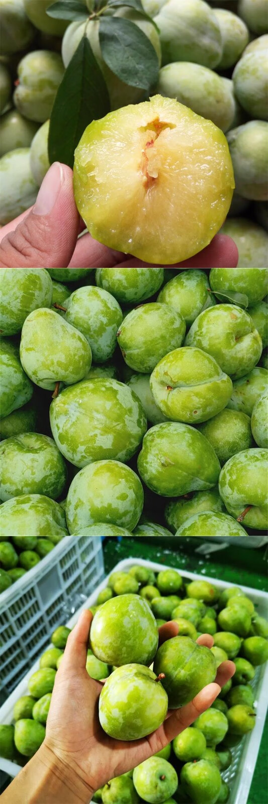 福建古田油奈李当季新鲜鹰嘴李青李子桃形脱骨李精选大果2斤装