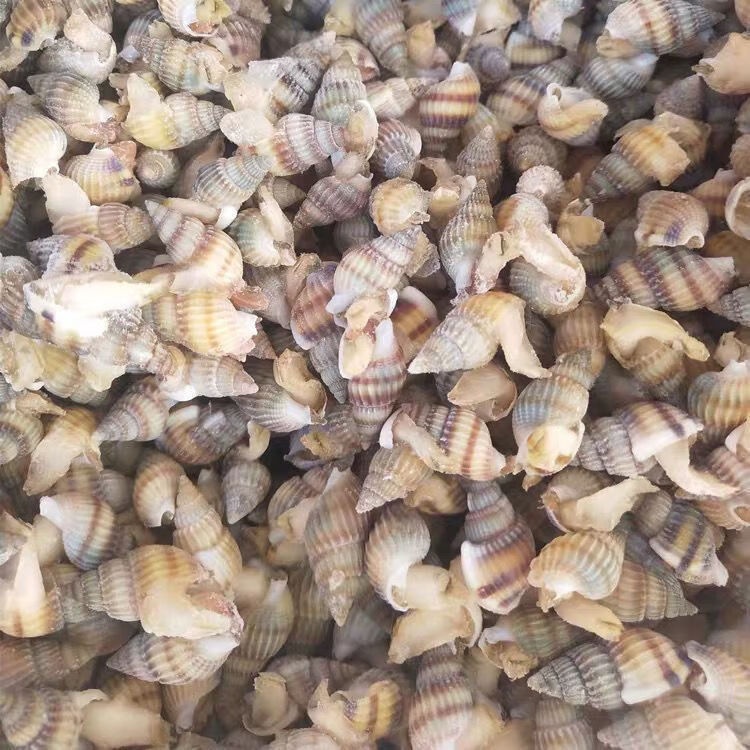 鲜活速冻海瓜子海螺丝新鲜钉螺大红枣螺冷冻海锥烧烤夜宵海鲜一斤