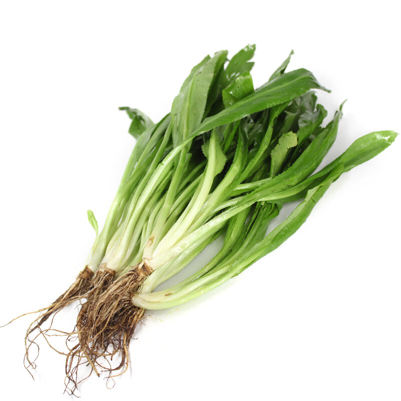 大芫茜新鲜食用泰国香料菜大香菜500g顺丰冬阴功汤调味刺芫茜芫荽