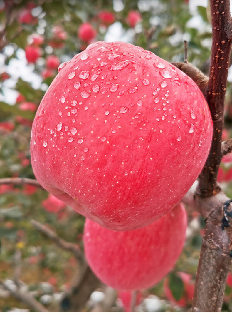 极正宗甘肃静宁红富士苹果脆甜59斤80mm苹果水果批发正宗静宁苹果颗颗