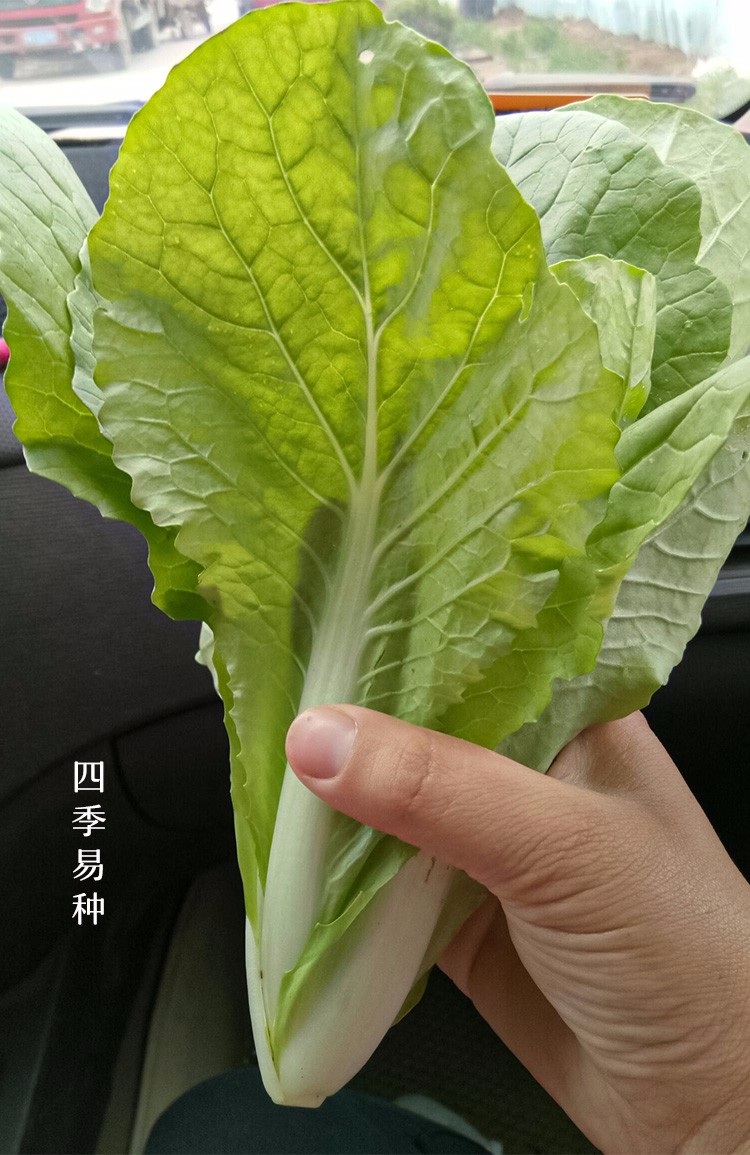 寿禾小白菜种子黄秧黄牙白青梗蔬菜种籽黄秧白小白菜种子100克简装