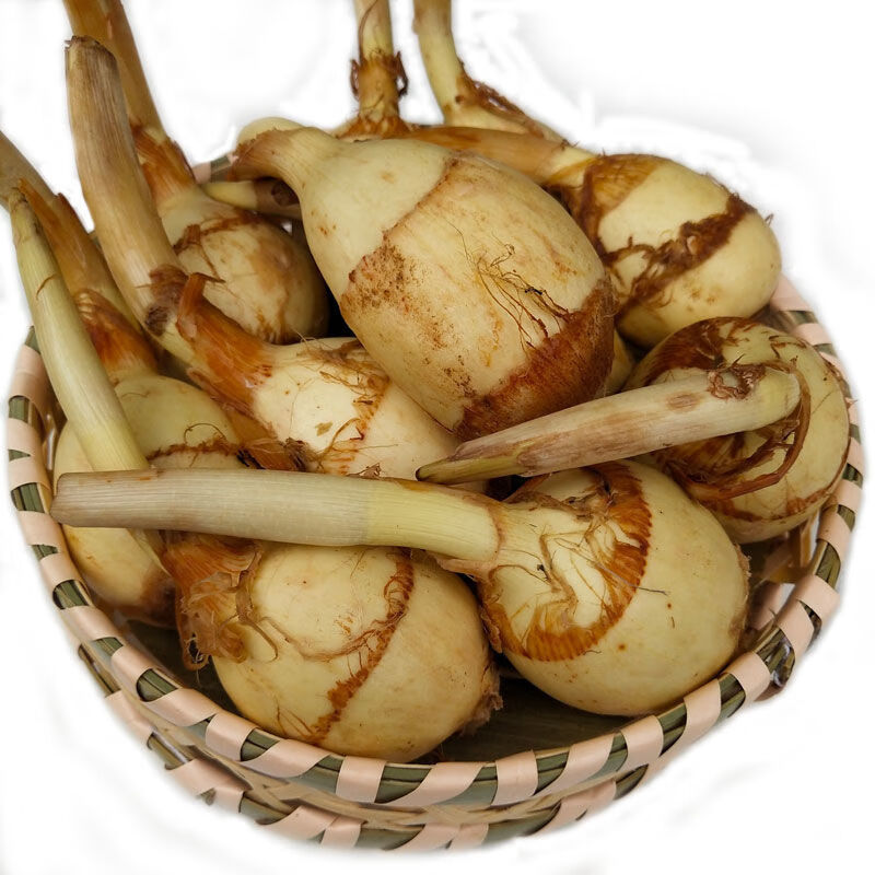 云南茨菇新鲜现挖现买大茨菇慈姑马蹄茨孤蔬菜白慈姑批 3斤大茨菇