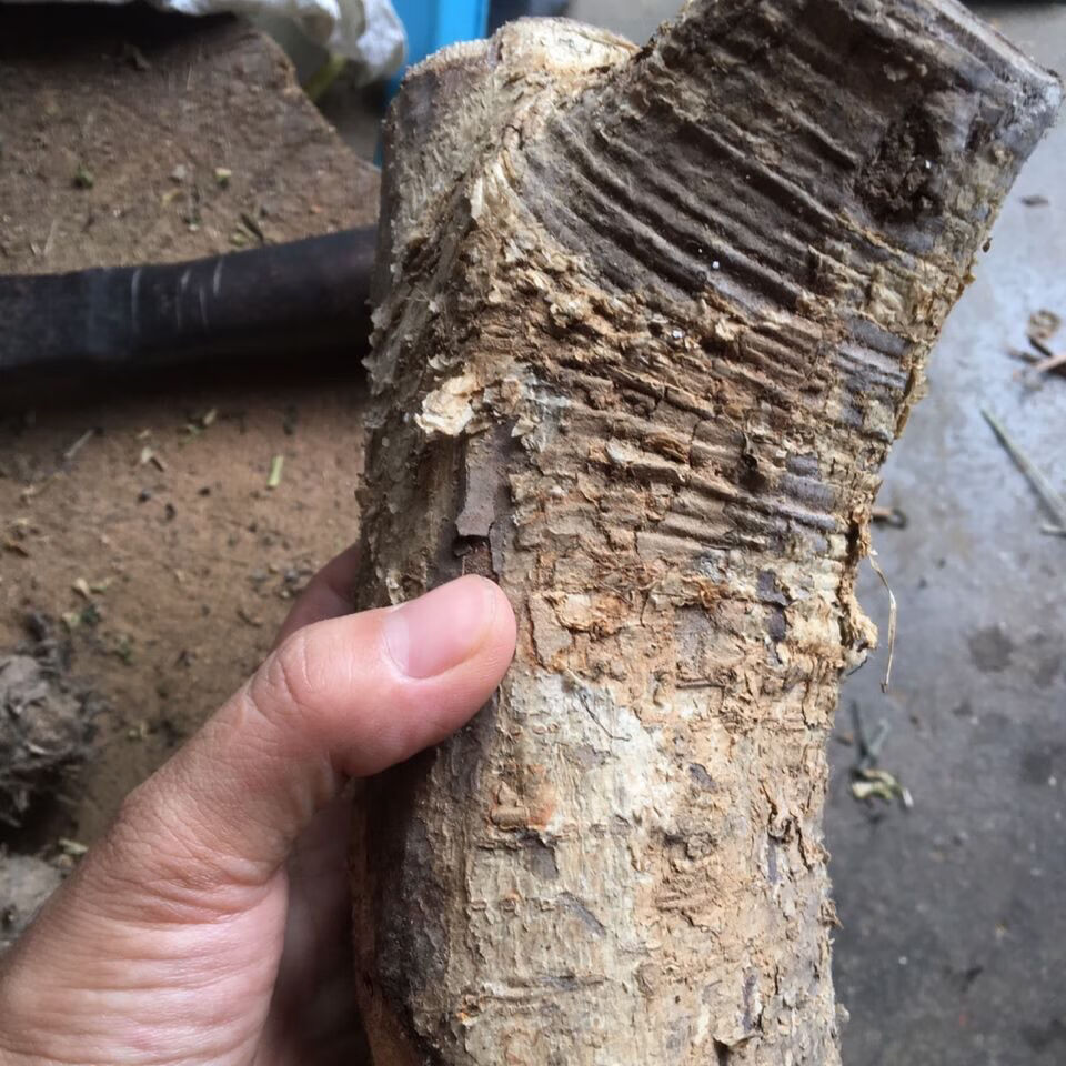 91润曦堂90腰椎突出草药黑橄榄根乌橄榄根干货 15