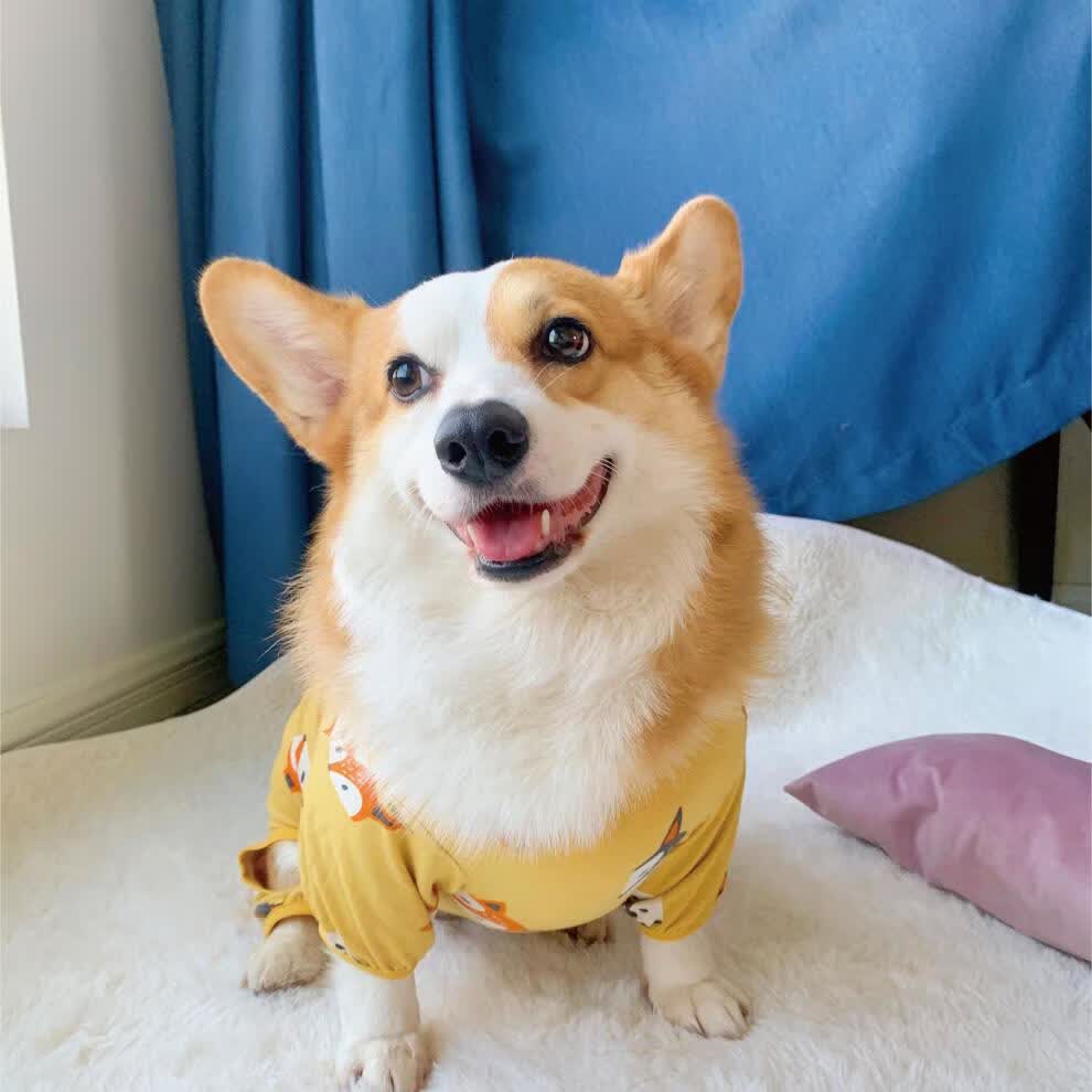 狗狗四脚衣可爱秋冬柯基衣服纯棉宠物服饰保暖防凉睡衣防掉毛红色小