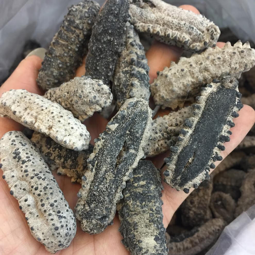 美国进口野生淡干肥仔海参南美参 墨西哥刺参40到60头500克 15-20只