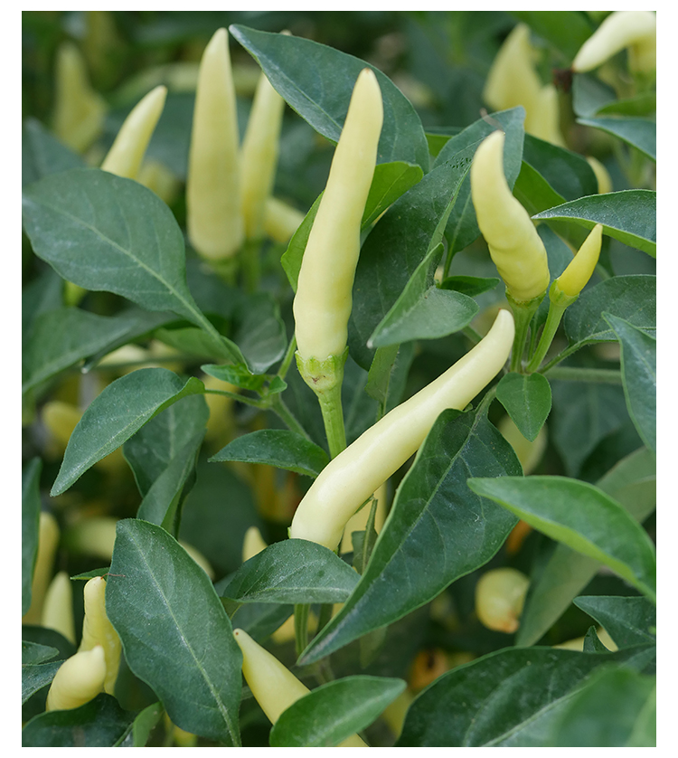 小米辣辣椒种子种籽孑苗籽种朝天椒小米椒超辣泡椒辣椒