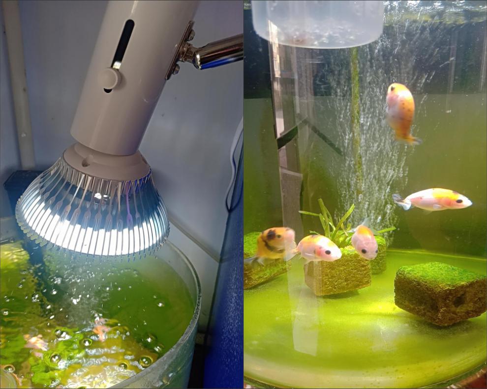 新款金鱼缸全光谱灯led全光谱爆藻灯e27螺口聚光鱼缸水草灯金鱼缸补光