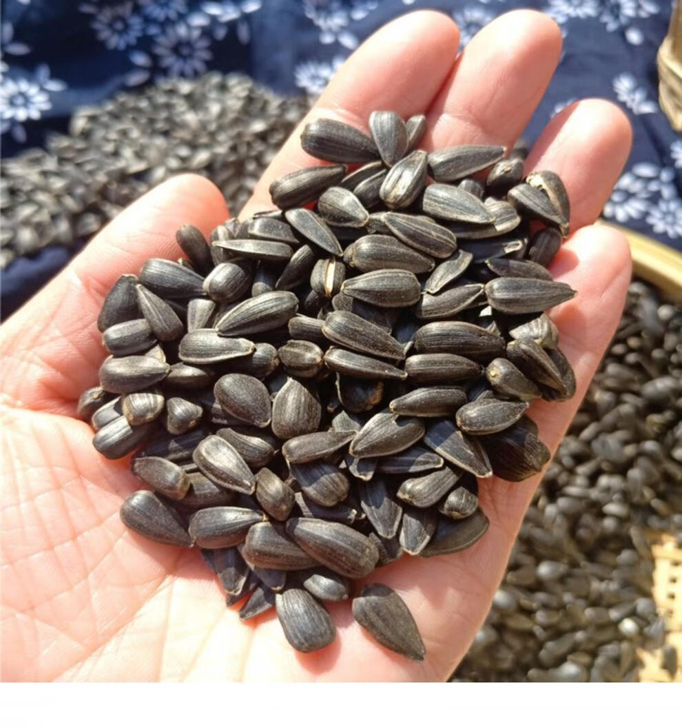 新货内蒙油葵赤峰小油料原味瓜子农村铁锅手抄毛磕黑珍珠葵花籽原味