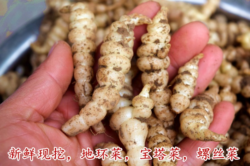 2021新鲜螺丝菜小个宝塔菜地环葫芦牯牛酱菜甘露子草