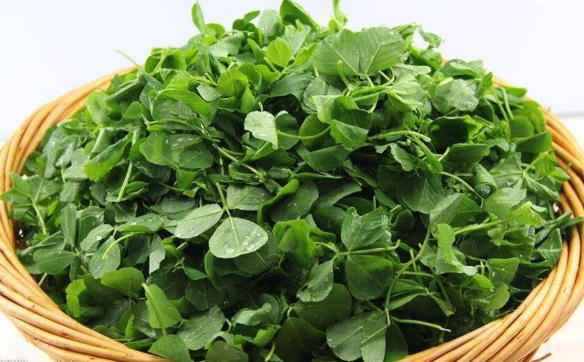 【直发】现割现发新鲜草头金花菜上海特产蔬菜头茬尝鲜味道 精选草头2