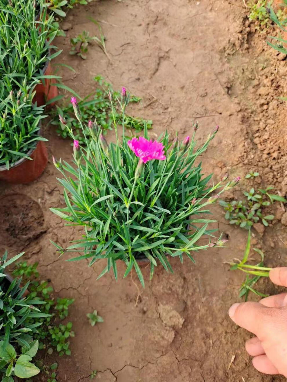 欧石竹花苗石竹花带花苞室外花卉易活耐寒植物庭院花期长好养的花 欧