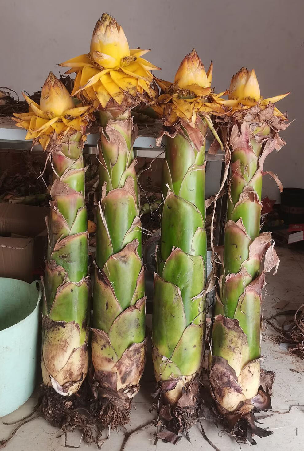 云南乡村地涌金莲 60-90公分带花 千瓣莲花 佛教圣花 麦基乐 小苗无花