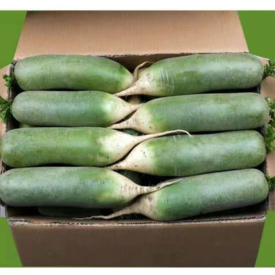 新鲜绿萝卜水果萝卜沙窝萝卜绿青萝卜甜脆生吃蔬菜现挖价水果绿萝卜5