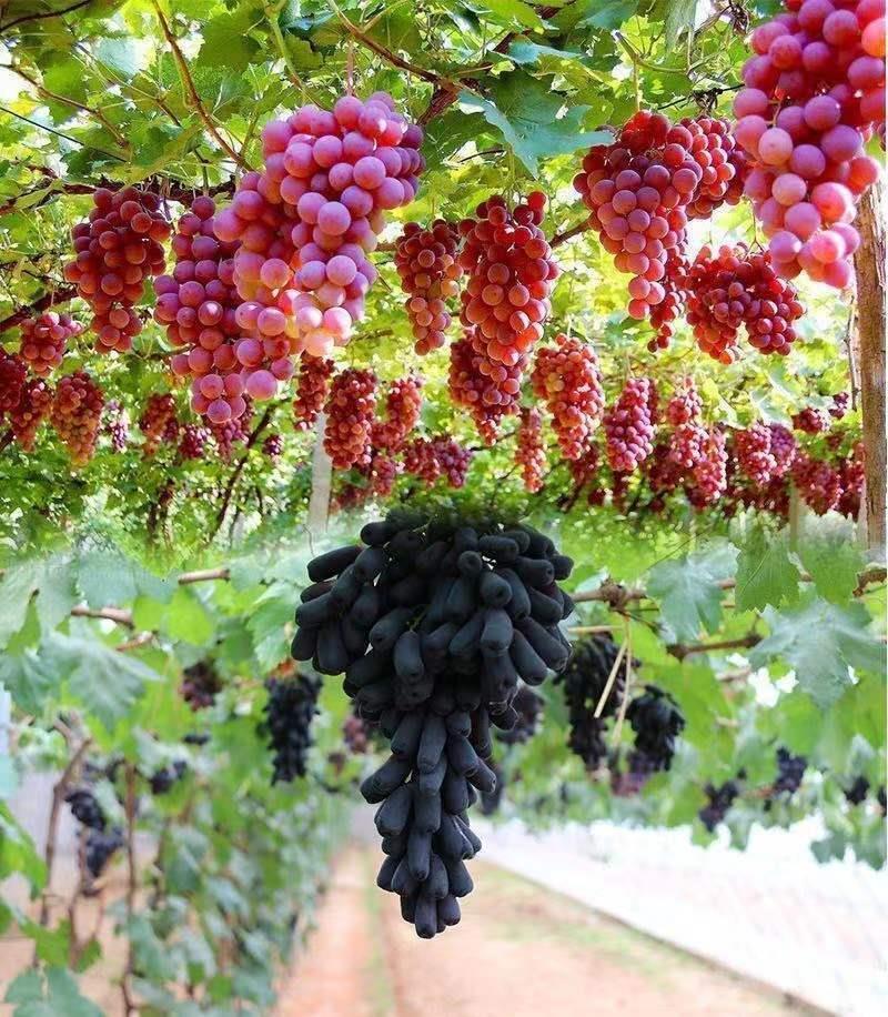 葡萄树苗正宗嫁接蓝宝石阳光玫瑰无架葡萄苗盆栽地栽庭院爬藤果树品种