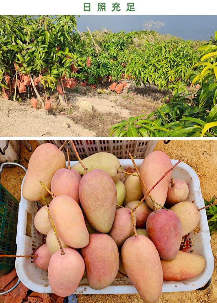 海南红玉芒 玉文芒 特大红芒果 应季热带 新鲜水果 现摘现发 10斤礼盒