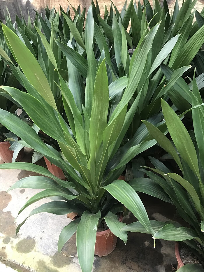 园艺螺纹也门铁金边巴西铁树盆栽香龙血树室内植物客厅绿植花卉木植物