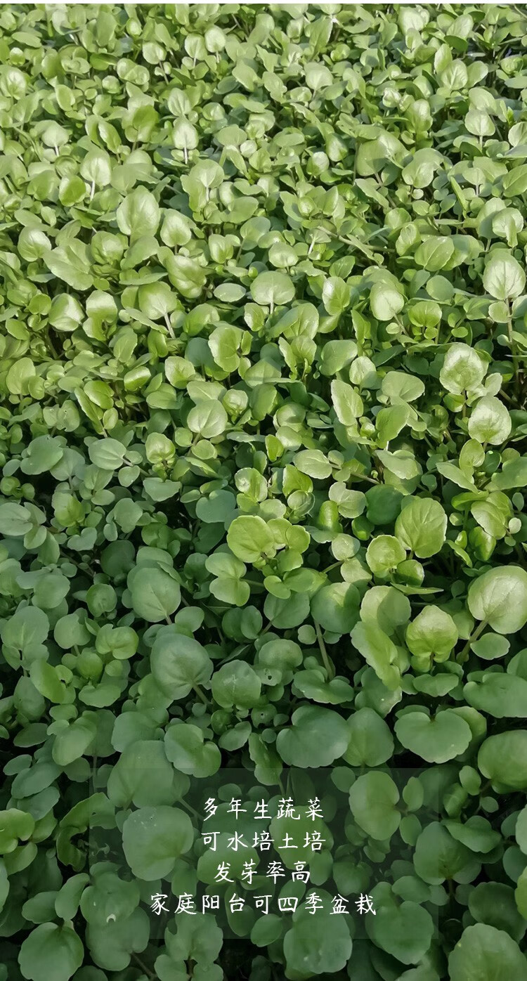 农之子豆瓣菜种子西洋菜春季阳台家庭种植豆瓣菜种子1000粒