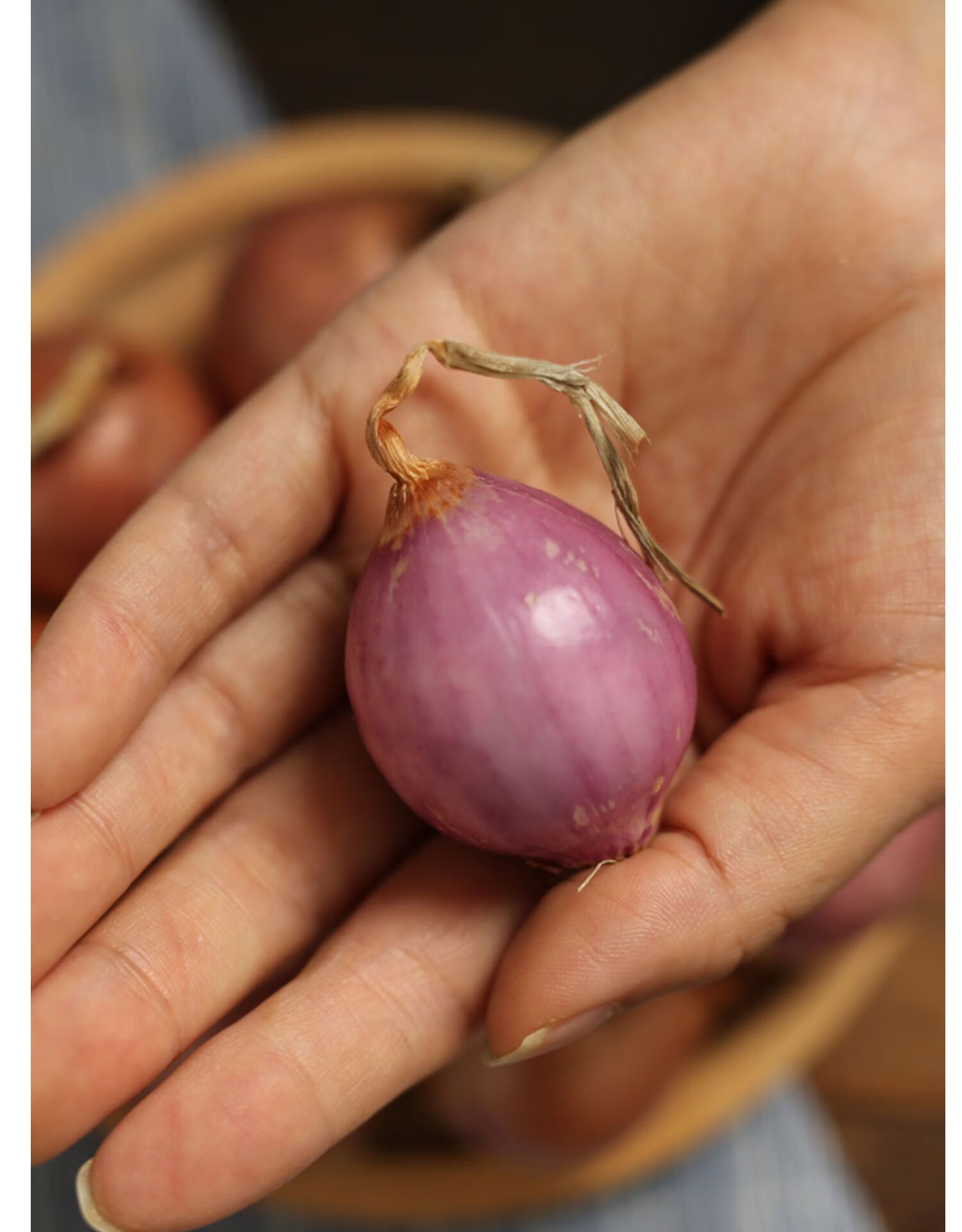 正宗东北新鲜小毛葱5斤迷你小圆洋葱农家鬼子葱笨洋葱红葱头生吃蘸酱