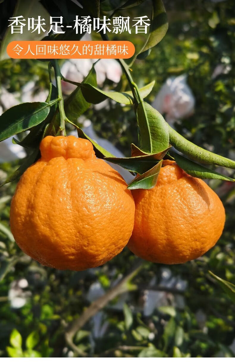 礼盒装正宗丑橘不知火丑橘丑八怪四川橘子超甜当季新鲜水果带箱10斤果