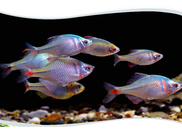 天弗冷水七彩高体鳑鲏鱼小型温和中下层淡水群游鱼除藻工具鱼好养耐活