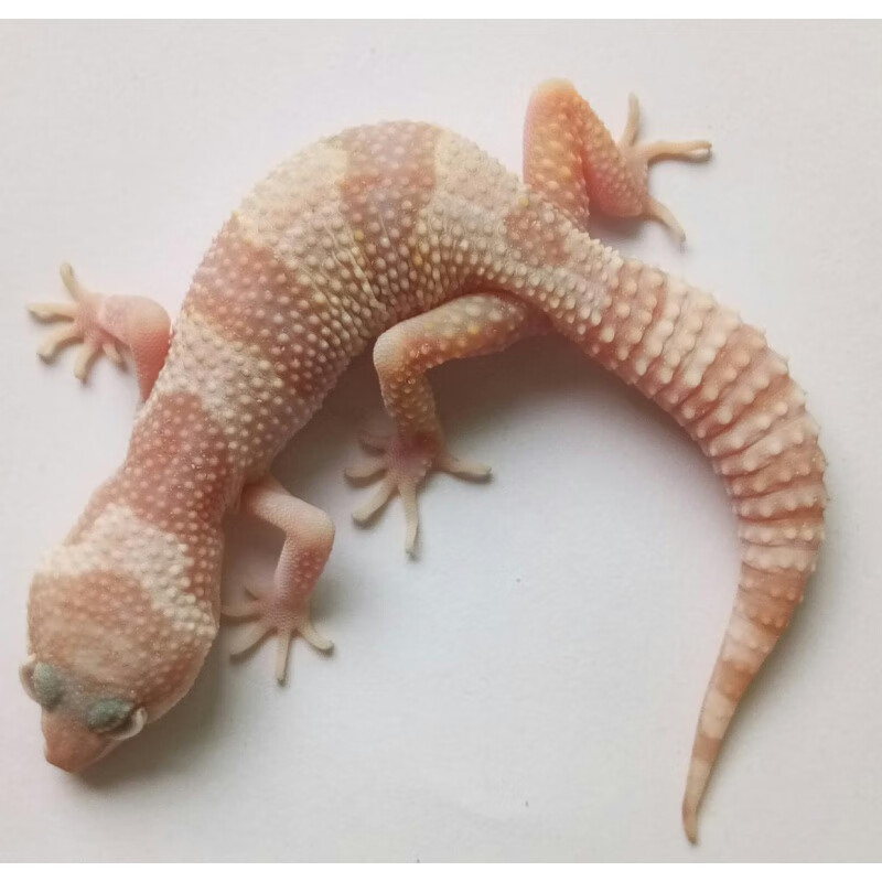 【京选推荐】豹纹守宫幼体入门级宠物蜥蜴活体稀有小型爬宠可爱温顺不