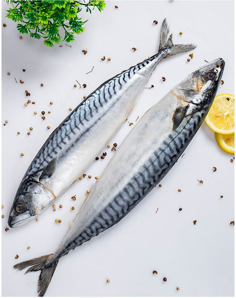 鲐鱼新鲜鲐鲅鱼青占鱼青花鱼海捕新鲜青花鱼海鲜水产康胜谊4斤装