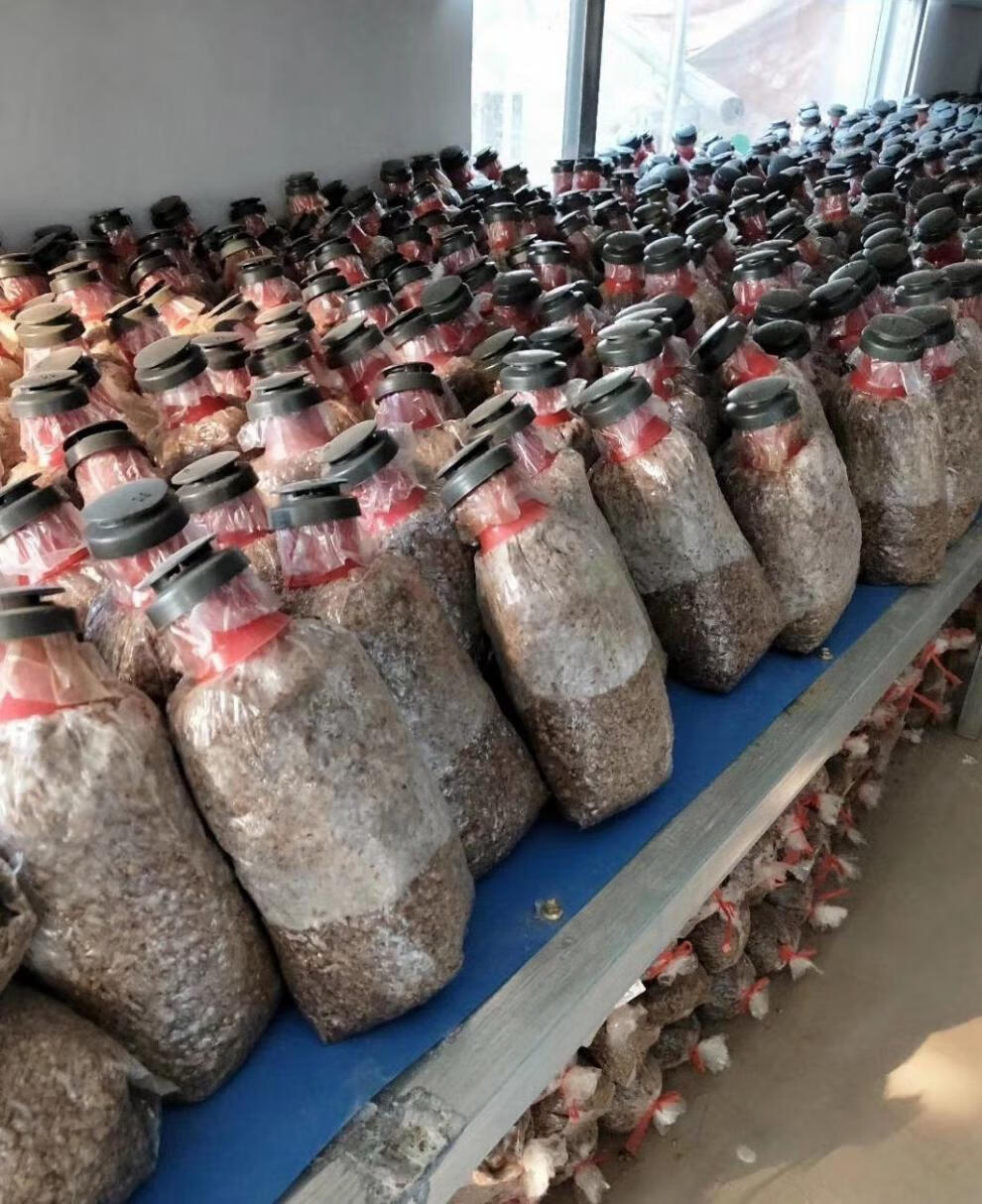 羊肚菌菌种羊肚菌,蘑菇,菌包栽培种,三级种盆栽,菌