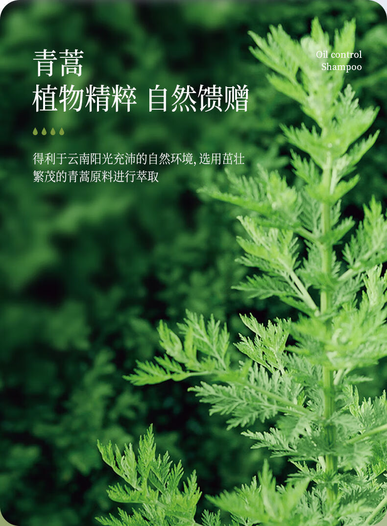 青蒿止痒养发洗发水 控油止痒洗发水除螨去油去屑清爽发丝洗发露膏男