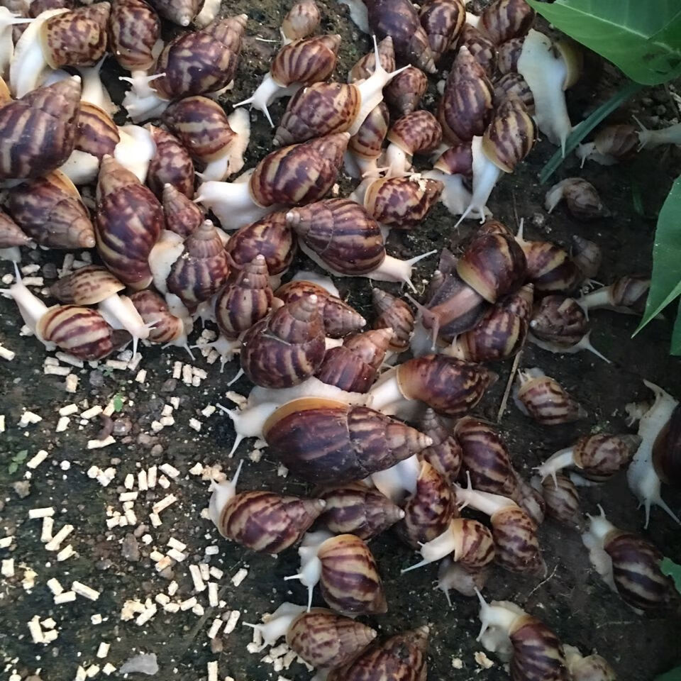 宠物白蜗牛餐饮鲜活白玉蜗牛活体食用,龟鳖蛋白饲料,养殖场直供 1斤