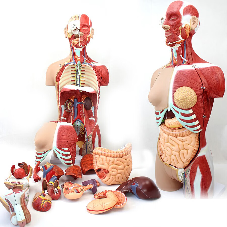 人体内脏结构模式图片