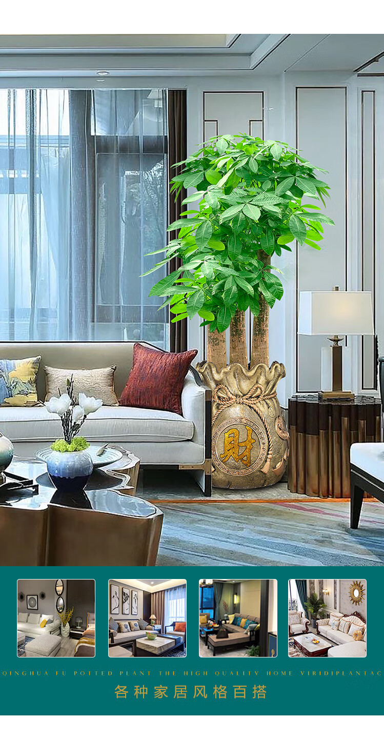 三棵发财树盆栽步步高盆景室内客厅办公室旺财大型绿植同城财源滚滚19