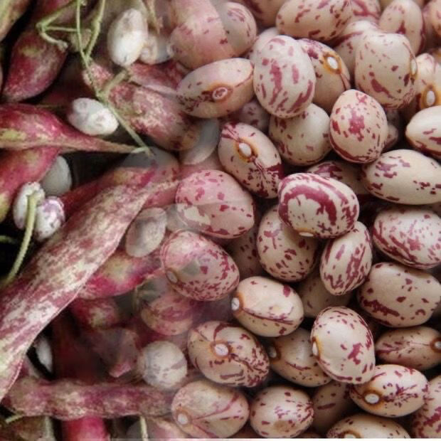 雀蛋豆新货贵州特产大雀蛋豆贵州花生豆豆类批发奶花豆杂粮新豆子昌隆