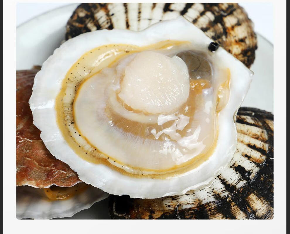 大连超大个特大鲜活夏威夷贝虾夷贝海鲜水产扇贝蒜蓉粉丝烧烤4只斤特