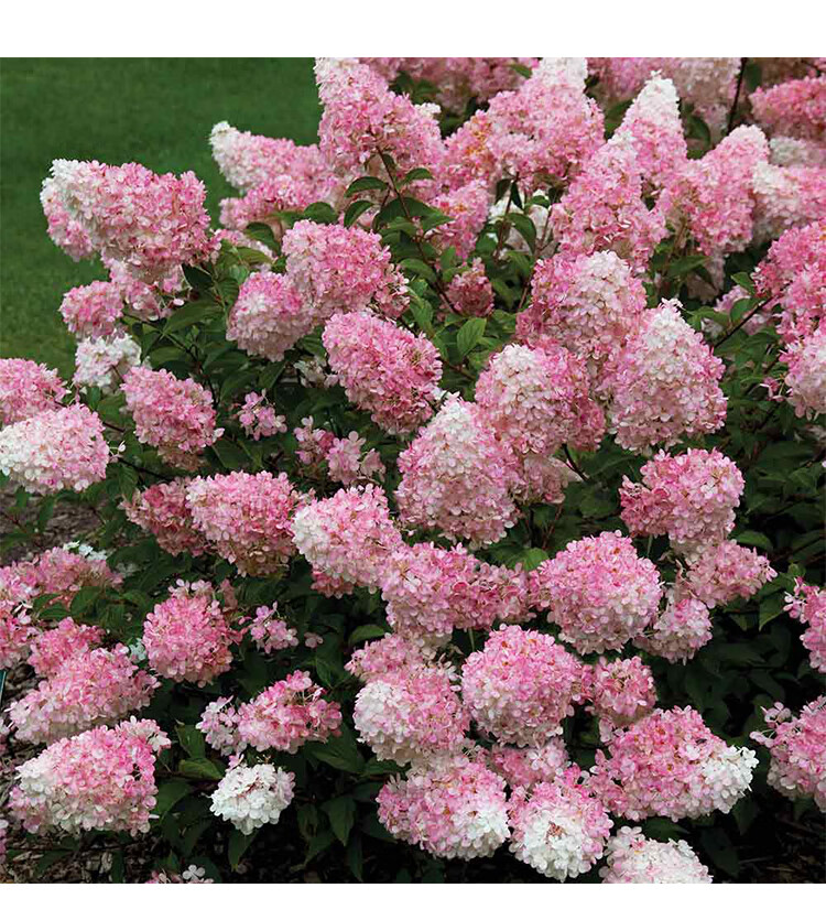 隆之亿园艺 圆锥绣球香草草莓魔幻月光石灰灯欧洲木绣球玫瑰耐热盆栽