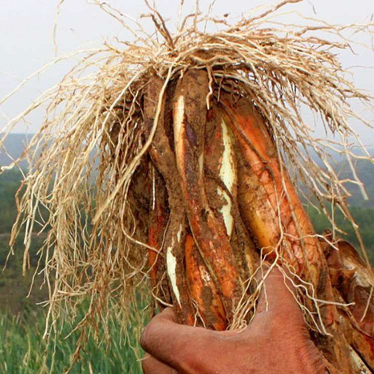 媚调甘肃陇南武都特产高山老葱红葱大葱自种炒菜炖肉配料家庭使用新鲜