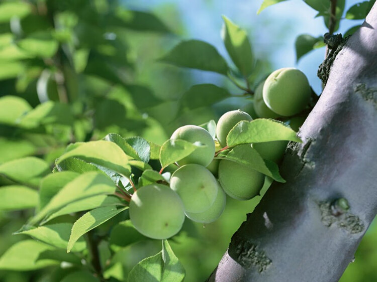 1000g半边梅鸳鸯梅李子干零食蜜饯酸甜果脯酸甜可口2包装500g